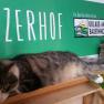 Begrüßung am Winzerhof, © Familie Fleischmann Eine Katze liegt auf einem Regal vor einem Schild mit der Aufschrift 'Winzerhof' und 'Urlaub am Bauernhof'.