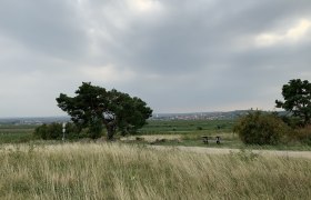 Landschaft mit Baum, Wiese und Picknicktisch unter bew&ouml;lktem Himmel.