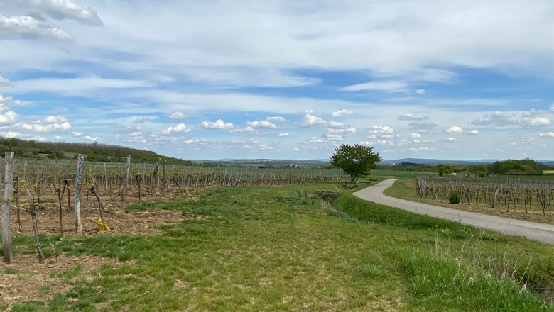 Weinberge mit einem Weg und einem Baum unter blauem Himmel mit Wolken.