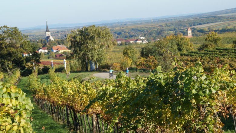 Weinwandern Pulkau, © Retzer Land / Köhrer