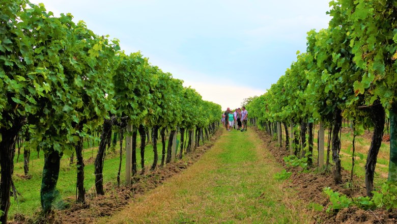 Weinrieden im Retzer Land, © Weingut Studeny