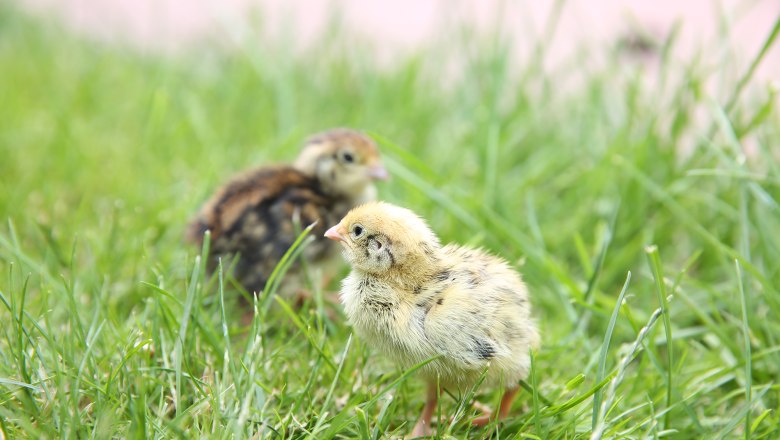 Zwei Wachtelk&uuml;ken im Gras.