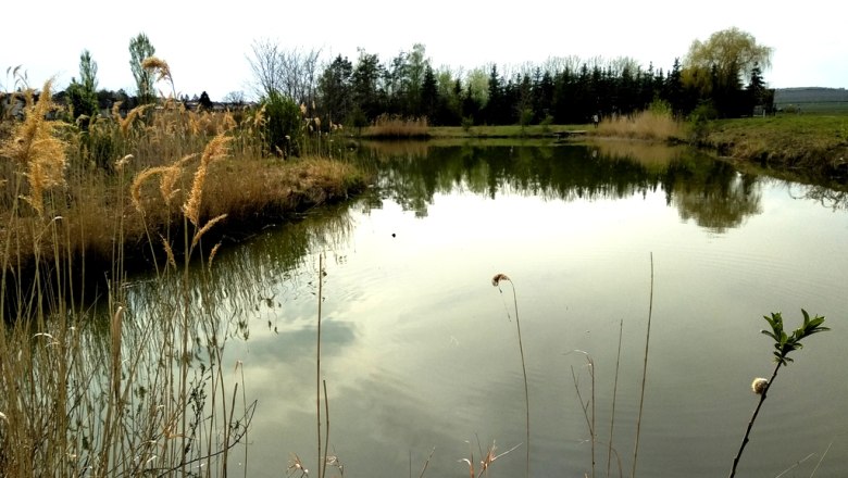 Ein kleiner Teich mit Schilf und Bäumen im Hintergrund.