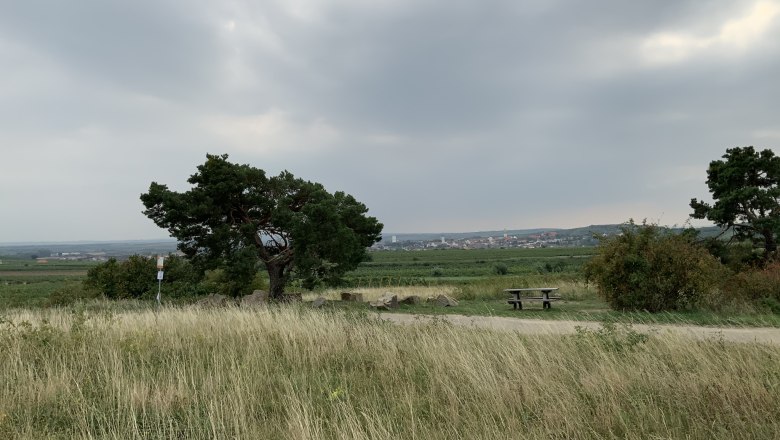 Landschaft mit Baum, Wiese und Picknicktisch unter bew&ouml;lktem Himmel.