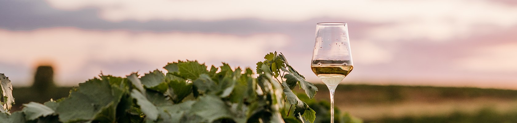 Weingenuss bei Sonnenuntergang, &copy; Weinviertel Tourismus / Lisa Sedlatschek