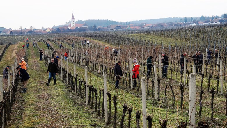 Ein Weingarten voller Winzerlehrlinge, © Retzer Land / Köhrer