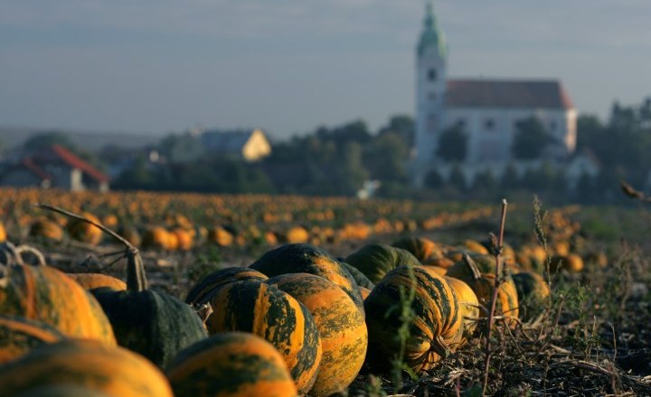 Kürbisfeld in Unterretzbach, © Retzer Land / Weinfranz