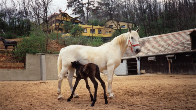 Reiterhof & Lipizzanergestüt, © Zur schwarzen Föhre Ein weißes Pferd mit einem Fohlen auf einem Reiterhof, im Hintergrund Gebäude und Bäume.