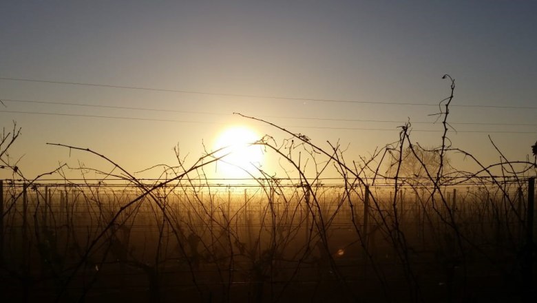 Sonnenuntergang hinter einem Weinberg mit kahlen Reben.