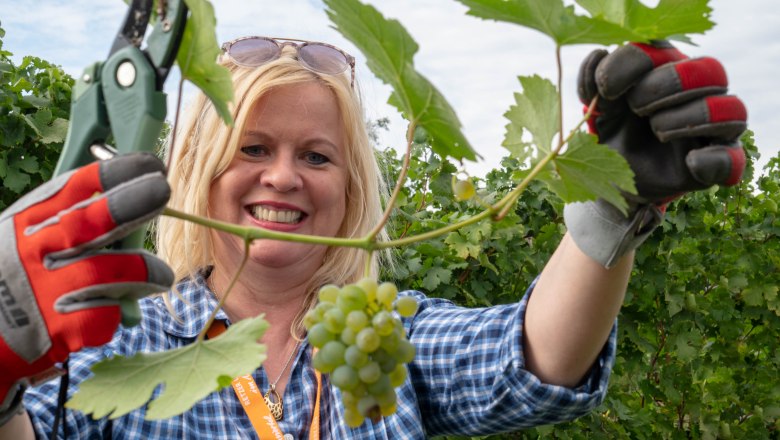Weinlese bei Rent a Rebstock, &copy; Retzer Land/M&ouml;dl
