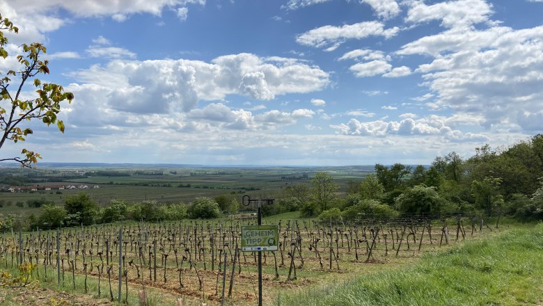 Weinberg im Weinviertel mit weitem Blick über die Landschaft, blauer Himmel und Wolken.