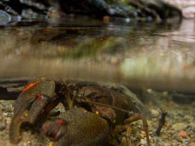 Flusskrebs, © Nationalpark Thayatal / Graf
