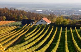 Weinberge mit gelben Bl&auml;ttern und einem kleinen Haus im Hintergrund.