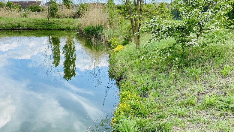 Ein Teich mit Holzsteg, umgeben von gr&uuml;ner Vegetation und bl&uuml;henden B&auml;umen unter einem blauen Himmel.