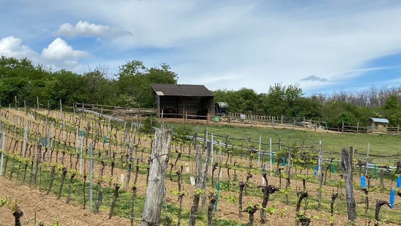 Weinberg mit Hütte und bewölktem Himmel im Hintergrund.
