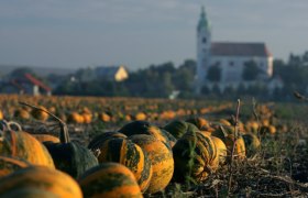 Kürbisfeld in Unterretzbach, © Retzer Land / Weinfranz