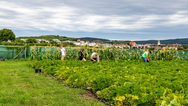 Menschen arbeiten auf einem Feld mit gr&uuml;nen Pflanzen und Mais, im Hintergrund eine Stadt und H&uuml;gel.