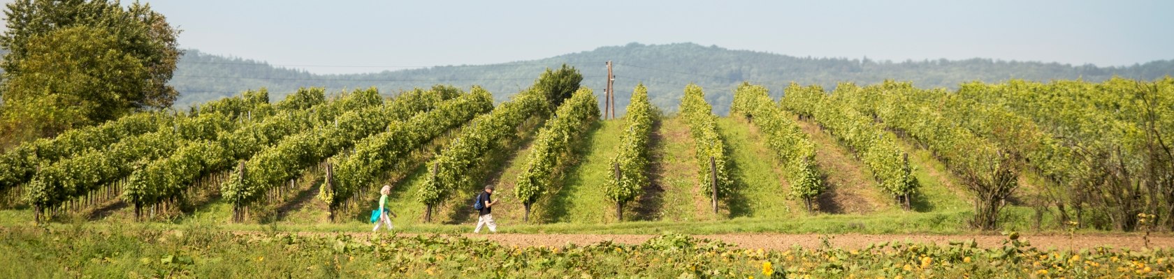 Wandern im Retzer Land, © Retzer Land / Bartl