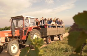 Rent a Rebstock: Weinlese 2015 erfolgreich abgeschlossen, © Retzer Land/S. Köhrer