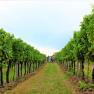 Weinrieden im Retzer Land, © Weingut Studeny