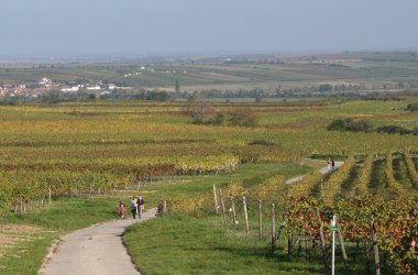 Weinwanderweg in Retz, © Retzer Land / Wöhrer