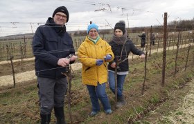 Gerald Diem, Hobbywinzerin Christine Straßberger aus Retz, Andrea Diem hatten sichtlich Spaß beim Reben anbinden, © Retzer Land / Köhrer