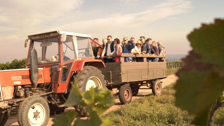 Rent a Rebstock: Weinlese 2015 erfolgreich abgeschlossen, © Retzer Land/S. Köhrer