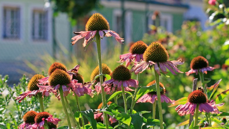 Nahaufnahme von violetten Sonnenhüten in einem Garten.